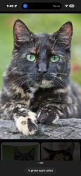 Lost Female Cat last seen Leslie bell vista Barney , Pahrump, NV 89060