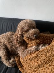 Lost Male Dog last seen Near W 400 S, salt lake city, Salt Lake City, UT 84104