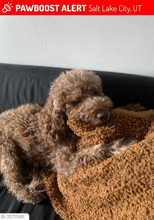 Lost Male Dog last seen Near W 400 S, salt lake city, Salt Lake City, UT 84104