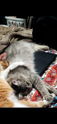 Lost Female Cat last seen Allendale, Pasadena, TX 77502