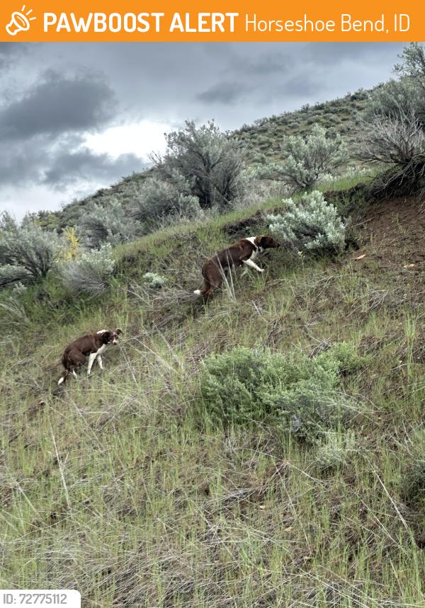 Found/Stray Unknown Dog last seen Dump, Horseshoe Bend, ID 83629