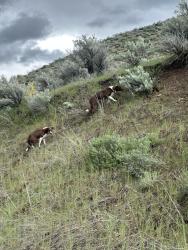 Found/Stray Unknown Dog last seen Dump, Horseshoe Bend, ID 83629