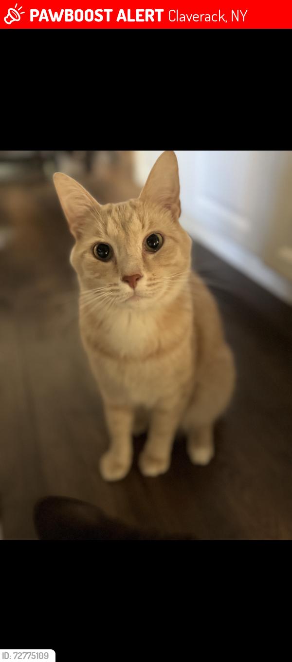 Lost Male Cat last seen Last seen running into the woods of the Columbia-Greene Humane Society - Humane Society Road Hudson NY, Claverack, NY 12534