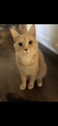 Lost Male Cat last seen Last seen running into the woods of the Columbia-Greene Humane Society - Humane Society Road Hudson NY, Claverack, NY 12534