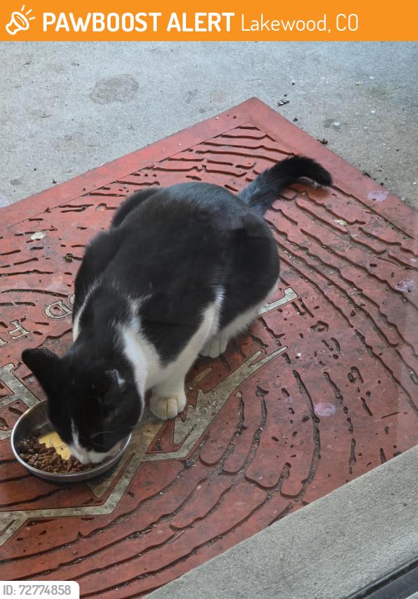 Found/Stray Unknown Cat last seen S. Union Blvd. & W. Dakota Dr., Lakewood, Lakewood, CO 80228