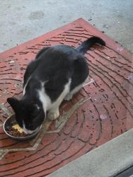 Found/Stray Unknown Cat last seen S. Union Blvd. & W. Dakota Dr., Lakewood, Lakewood, CO 80228