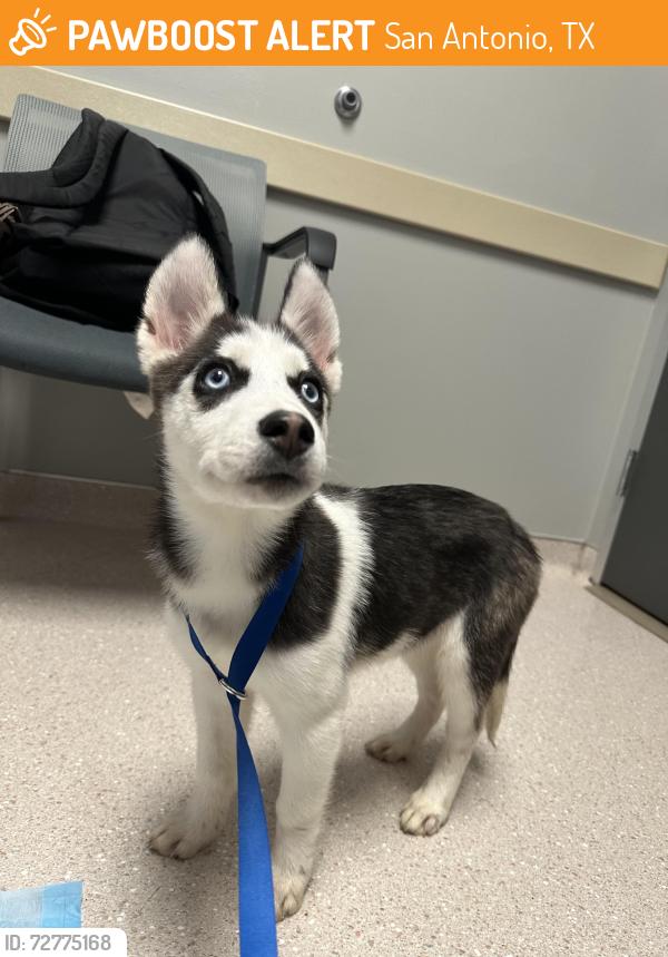 Found/Stray Unknown Dog last seen between Landmark grandview and lenox grandview apmts, San Antonio, TX 78249