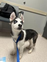 Found/Stray Unknown Dog last seen between Landmark grandview and lenox grandview apmts, San Antonio, TX 78249