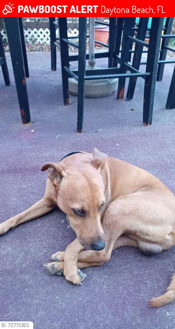 Lost Male Dog last seen Madison Avenue and Mulberry st, Daytona Beach, FL 32114