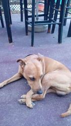 Lost Male Dog last seen Madison Avenue and Mulberry st, Daytona Beach, FL 32114