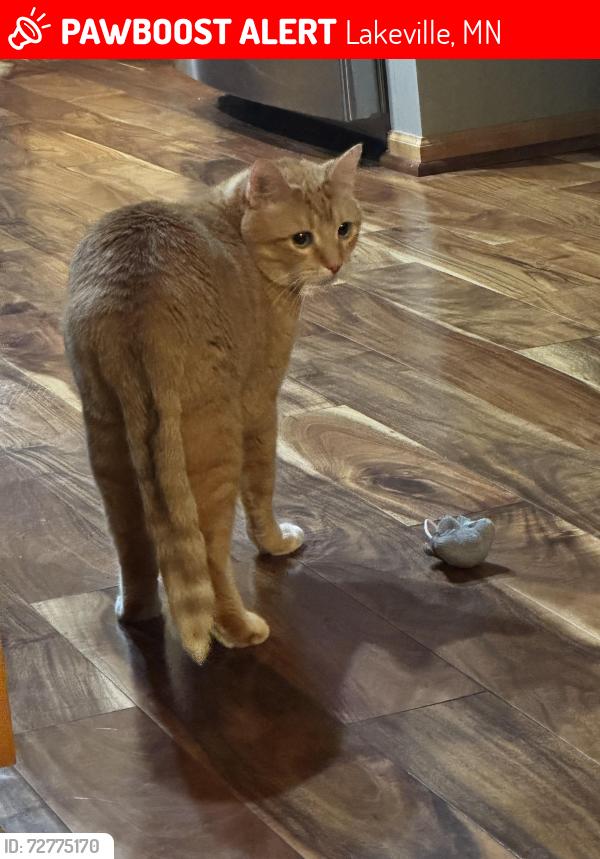 Lost Male Cat last seen Crystal Lake Golf Course, Interlachen Blvd., Lakeville, MN 55044