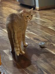 Lost Male Cat last seen Crystal Lake Golf Course, Interlachen Blvd., Lakeville, MN 55044