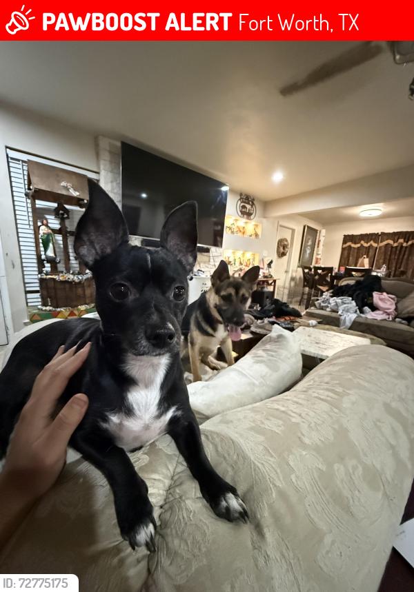 Lost Male Dog last seen Colusa , Fort Worth, TX 76133
