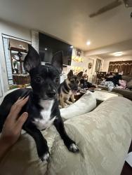 Lost Male Dog last seen Colusa , Fort Worth, TX 76133