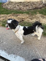 Found/Stray Unknown Dog last seen Montana Avenue and Ruth Street, Saint Paul, MN 55119