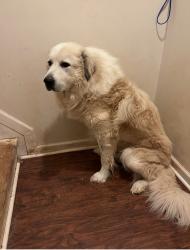 Lost Male Dog last seen River colony north neighborhood in Lawrenceville , Lawrenceville, GA 30043