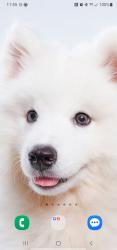 Lost Male Dog last seen Geneva Highway, Enterprise, AL 36330