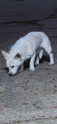 Found/Stray Unknown Dog last seen 51st and sheridan, Tulsa, OK 74145