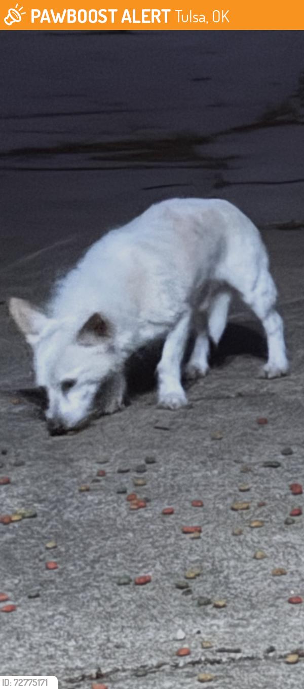 Found/Stray Unknown Dog last seen 51st and sheridan, Tulsa, OK 74145