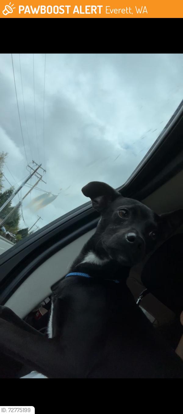 Found/Stray Male Dog last seen Beverly Ln, Everett, wa, Everett, WA 98203