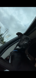 Found/Stray Male Dog last seen Beverly Ln, Everett, wa, Everett, WA 98203