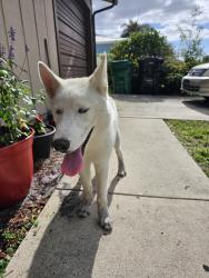Found/Stray Female Dog last seen franklin, Port St. Lucie, FL 34953