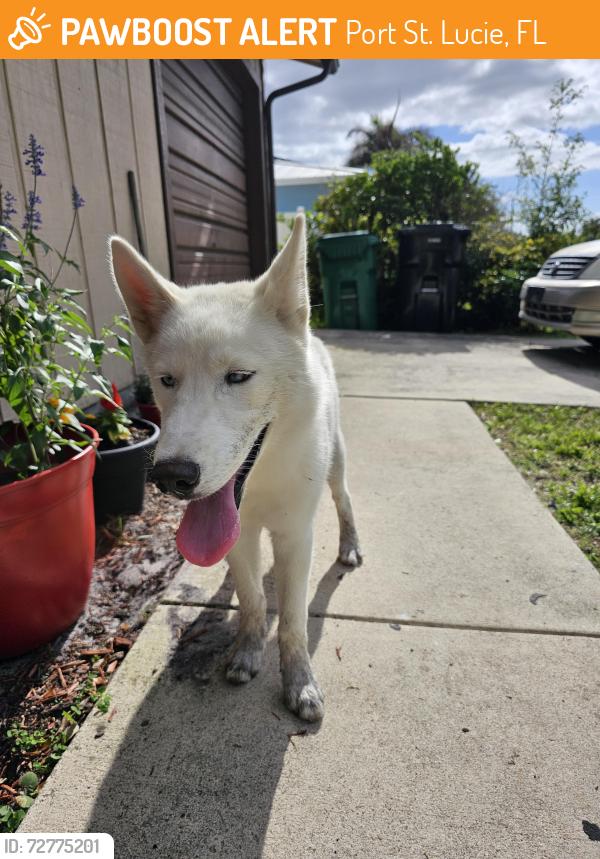 Found/Stray Female Dog last seen franklin, Port St. Lucie, FL 34953