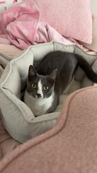 Lost Female Cat last seen walmart , Athens, GA 30605