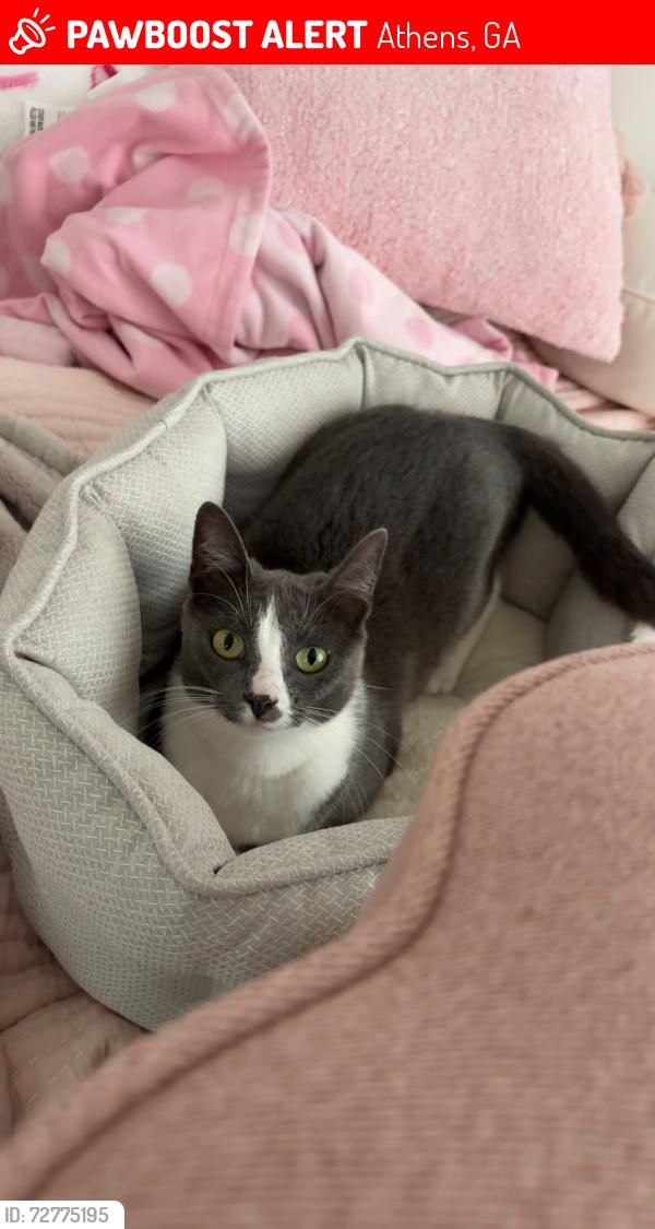 Lost Female Cat last seen walmart , Athens, GA 30605