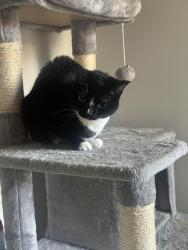 Lost Female Cat last seen oakshade ave in Kannapolis between brook st and Rodgers lake rd E, Kannapolis, NC 28083