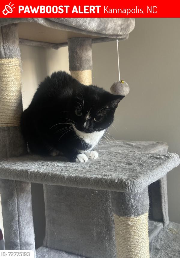 Lost Female Cat last seen oakshade ave in Kannapolis between brook st and Rodgers lake rd E, Kannapolis, NC 28083