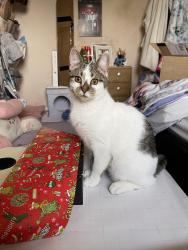 Lost Male Cat last seen Long Sutton , Sutton Bridge, England PE12 9XA