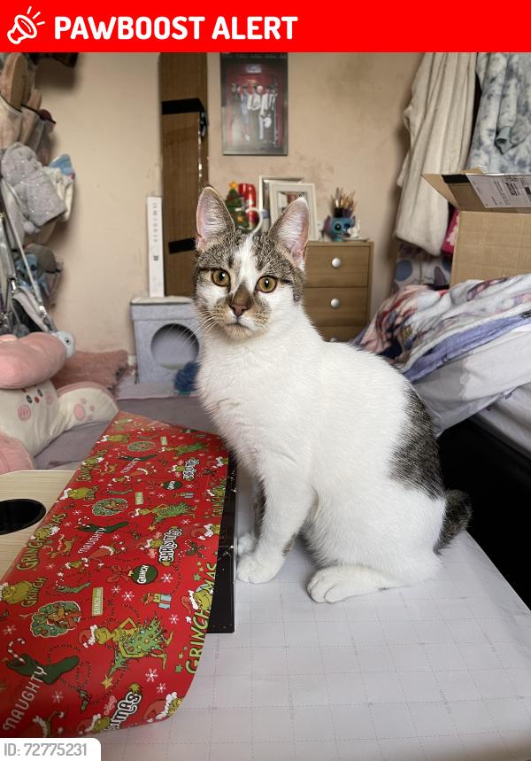 Lost Male Cat last seen Long Sutton , Sutton Bridge, England PE12 9XA
