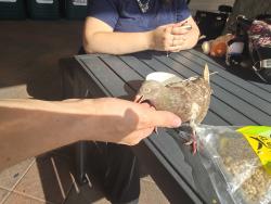 Found/Stray Unknown Bird last seen Del Prado , Cape Coral, FL 33990
