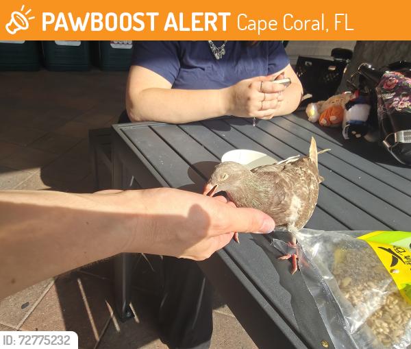 Found/Stray Unknown Bird last seen Del Prado , Cape Coral, FL 33990