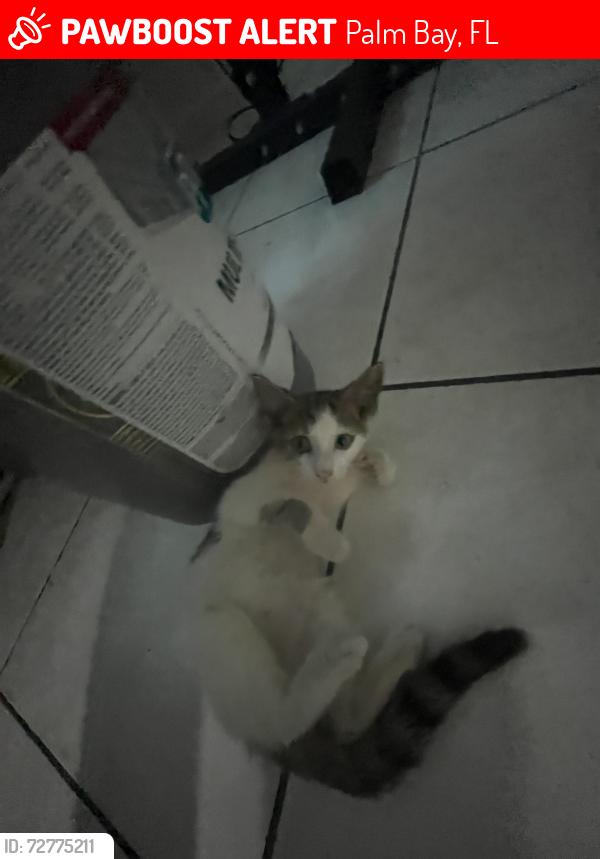 Lost Male Cat last seen Hatcher St SE, Palm Bay, FL 32909