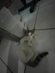 Lost Male Cat last seen Hatcher St SE, Palm Bay, FL 32909