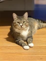 Found/Stray Male Cat last seen Trinity College, Hartford, CT 06106