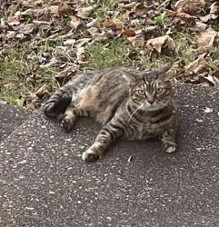 Lost Female Cat last seen Near Bunny Dr, Nashville, TN 37211
