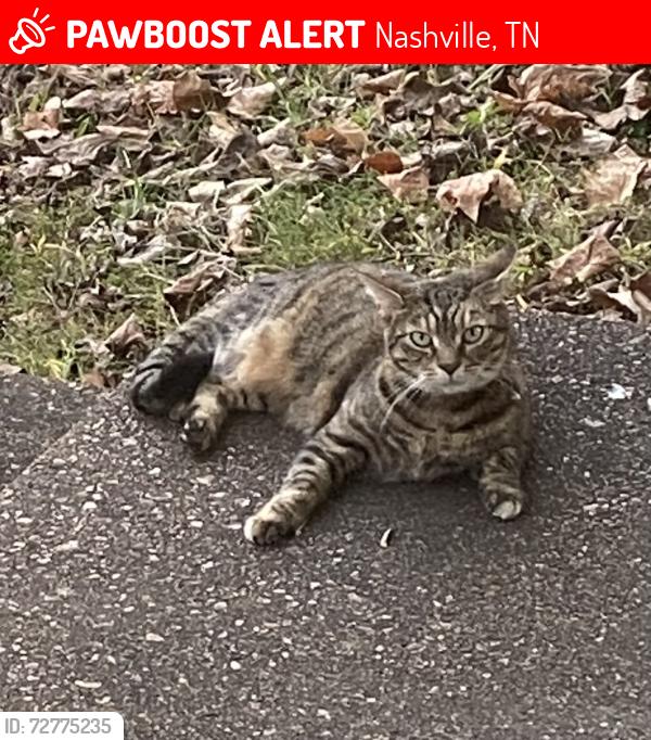 Lost Female Cat last seen Near Bunny Dr, Nashville, TN 37211