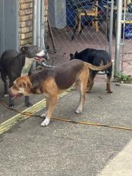 Found/Stray Unknown Dog last seen Stonehaven dr, Shreveport, LA 71118