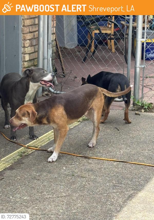 Found/Stray Unknown Dog last seen Stonehaven dr, Shreveport, LA 71118