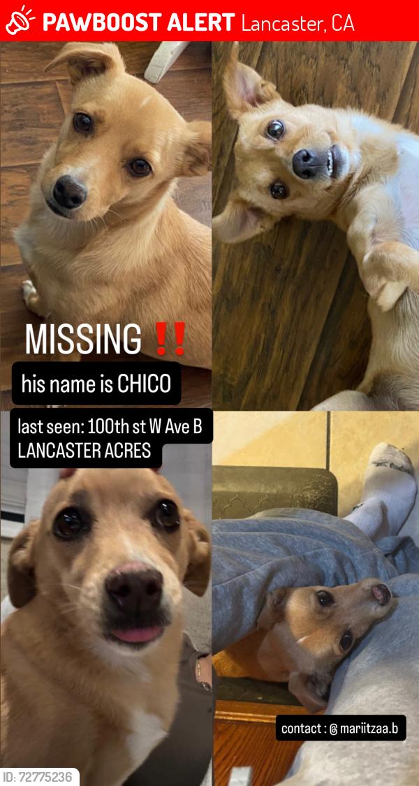 Lost Male Dog last seen 100th st W Ave B, Lancaster Ca , Lancaster, CA 93536