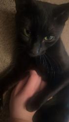 Lost Female Cat last seen Ward park, Marlborough, MA 01752