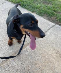 Lost Male Dog last seen Near Fagan Dr , Blue Mound, TX 76131