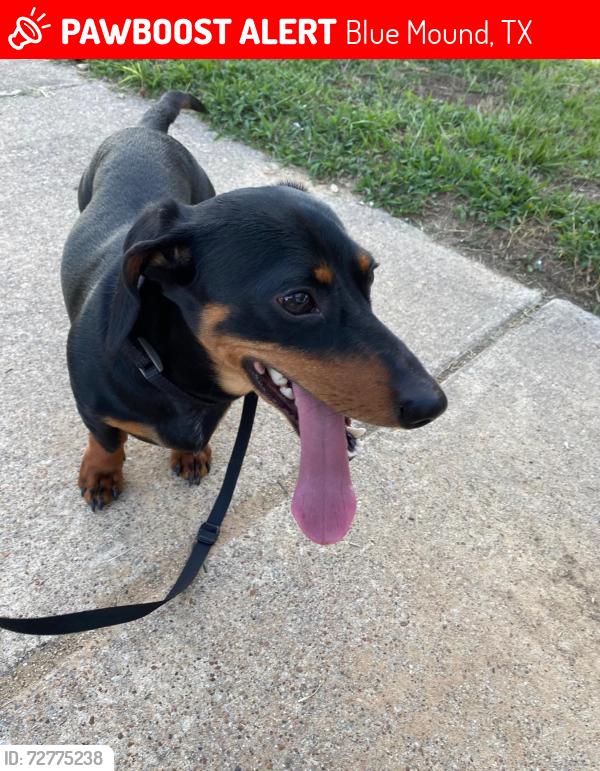 Lost Male Dog last seen Near Fagan Dr , Blue Mound, TX 76131