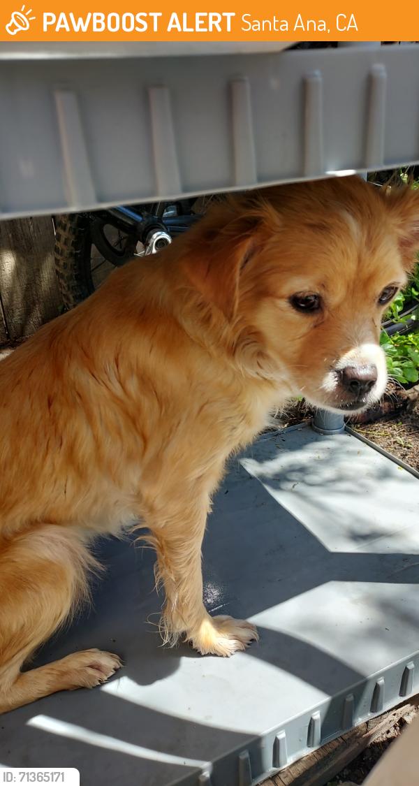 Found/Stray Male Dog last seen Cedar st and edinger Ave , Santa Ana, CA 92707