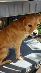 Found/Stray Male Dog last seen Cedar st and edinger Ave , Santa Ana, CA 92707