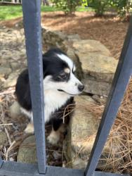 Found/Stray Unknown Dog last seen Yale Court and Sinclair Circle, Princeton Hills Brentwood, Brentwood, TN 37027