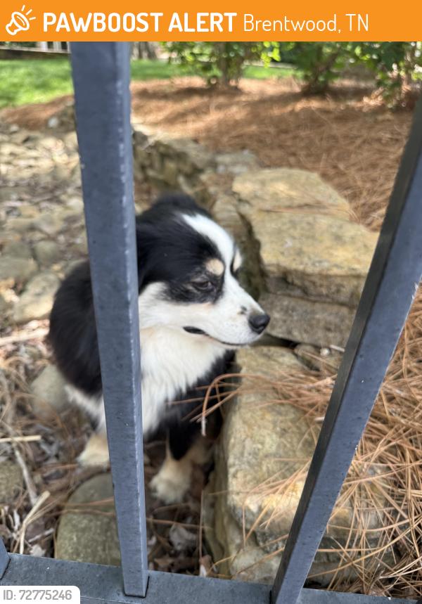 Found/Stray Unknown Dog last seen Yale Court and Sinclair Circle, Princeton Hills Brentwood, Brentwood, TN 37027